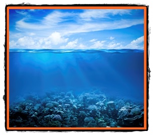 Mediul oceanic zona de suprafata factori de influenta si organisme